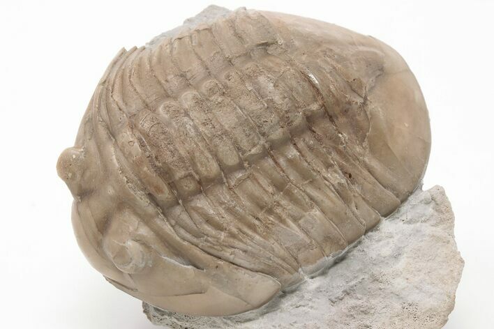 2.1" Unusual Asaphus Laevissimus Trilobite - Russia